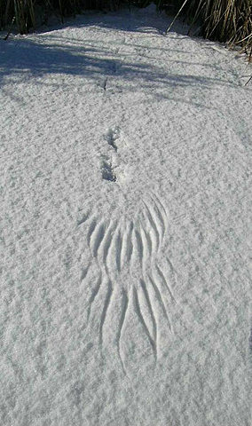 For the first time, Scout sees snow.