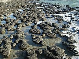 Los estromatolitos y el oxígeno