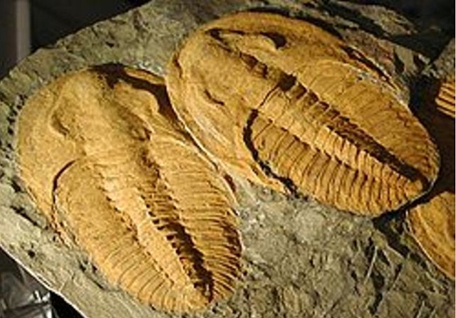 Aparición de los Trilobites