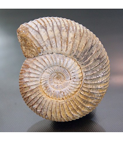 Aparición de los Ammonites