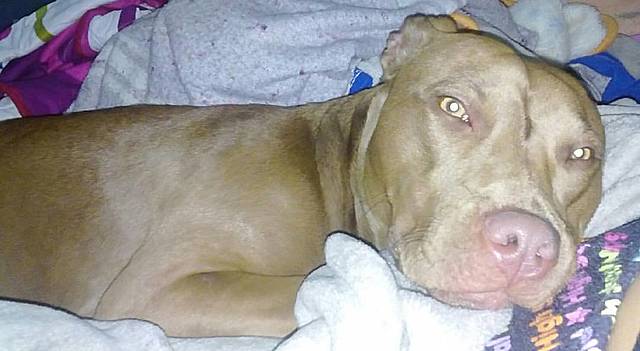 Llega Kyra a nuestras vidad, es una pitbull que padece artrosis y sin embargo es tan noble y alegre que nos llena un poquito mas de vida