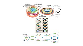 Timeline: Historia de la biología molecular
