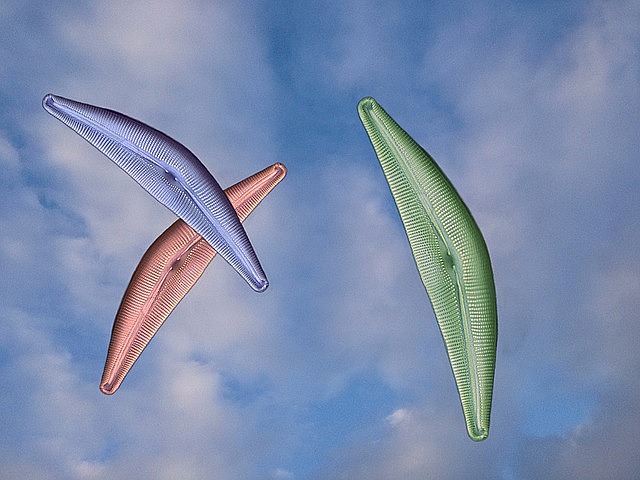 Surgen las primeras algas unicelulares