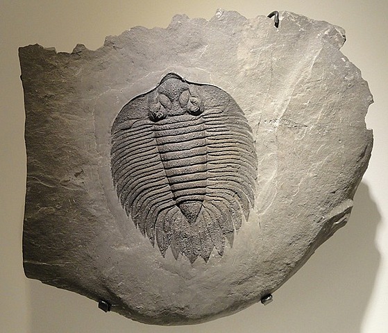 Aparición de los primeros seres multicelulares