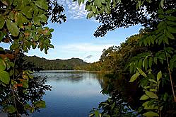 Aparición de Bosques Tropicales.