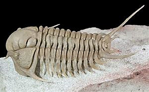 Aparición del Trilobites.