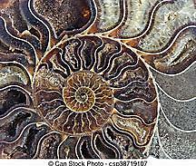 Aparición de los Ammonites.