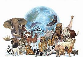 Diversificación de los animales.