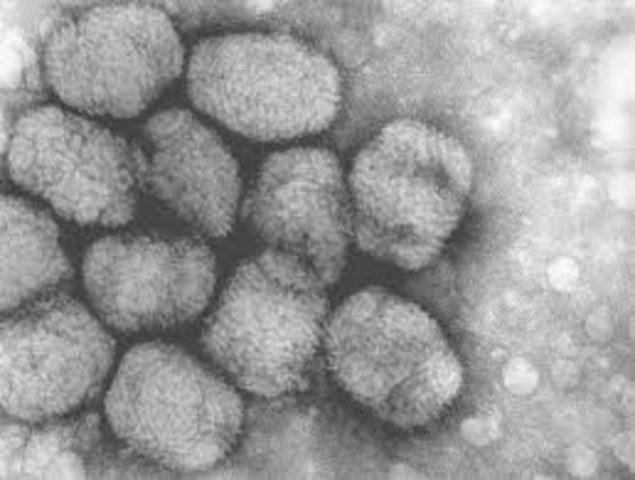 small pox kills millions in mexico