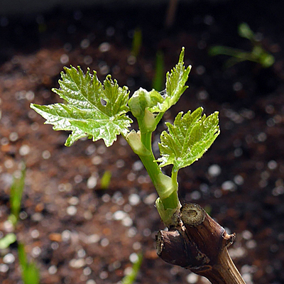 Timeline: ENRAIZAMIENTO DE ESTACAS DE UVA