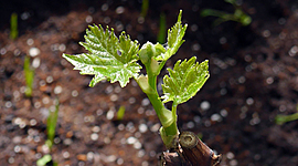 Timeline: ENRAIZAMIENTO DE ESTACAS DE UVA