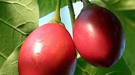 Timeline: AIR PRUNING EN TOMATE DE ARBOL