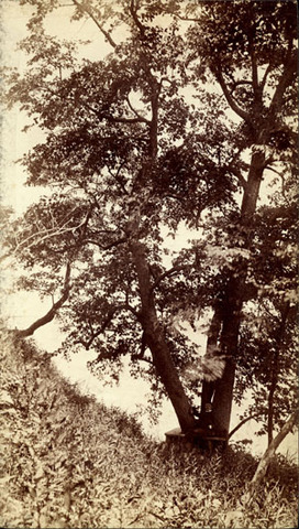 Visitors to Lake Forest