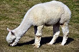 A 10 ans , j’ai eu un bébé Lama.