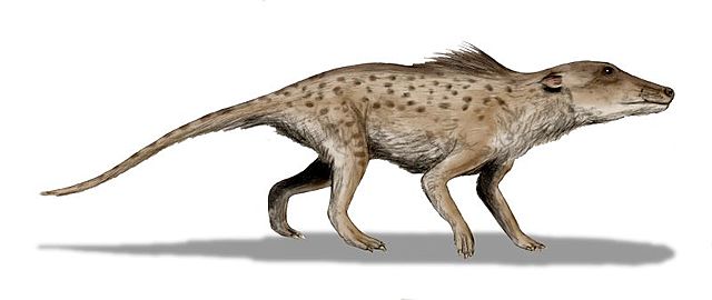 PAKICETUS