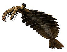 Anomalocaris