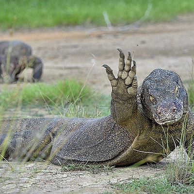 Timeline: Komodo Dragon Timeline