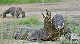 Timeline: Komodo Dragon Timeline