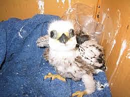 got frightful [a falcon]