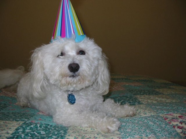 My Dog Felix's 5th Birthday!
