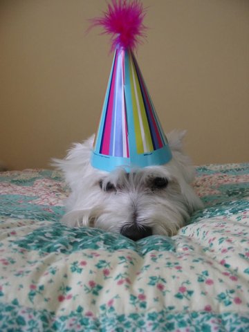 My Dog Oscar's 5th Birthday!