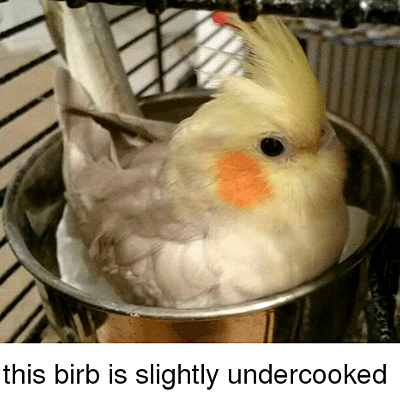 Timeline: This birb is Slightly undercooked