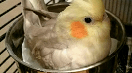 Timeline: This birb is Slightly undercooked