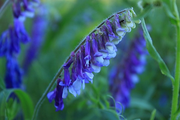 Gathering info about endemic spring and summer flowers