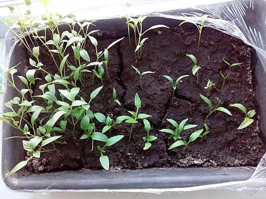 Organizing seeds exchange between teams