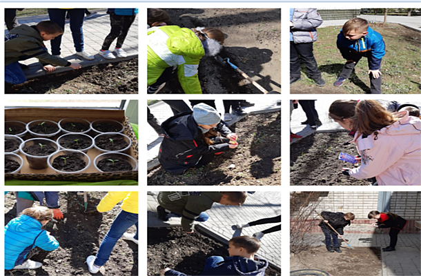 Creating a little flowerbed in school and planting these seeds