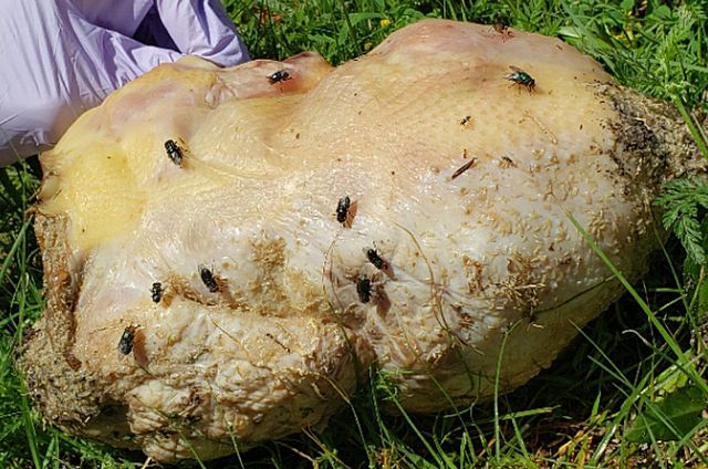 Day 1 of Decomposition of Chicken Little