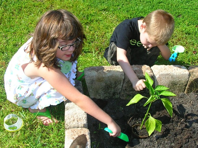 Our Vegetable Garden