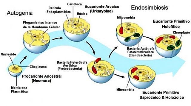 Teoria Endosimbiótica