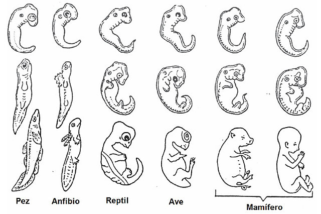 Semejanza en embriones mamíferos
