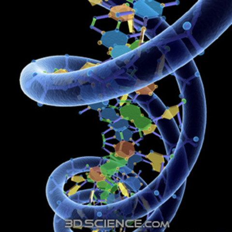 Arber, Nathans, and SMith discovered bacterial restriction enzymes that cut DNA.