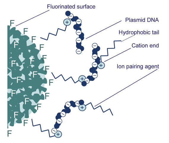 DNA plamids were isolated and purified by Vinogrd.
