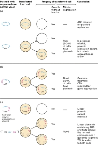 Cloning experiments were conducted by Boyer and Cohen.