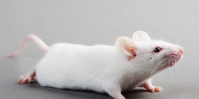 Flowers for Algernon