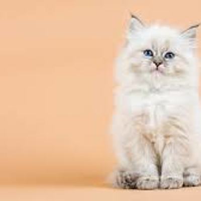 Timeline: Preparación educativa