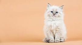 Timeline: Preparación educativa