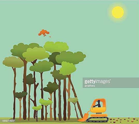 Lancement du programme de la REDD de l'ONU contre la déforestation.