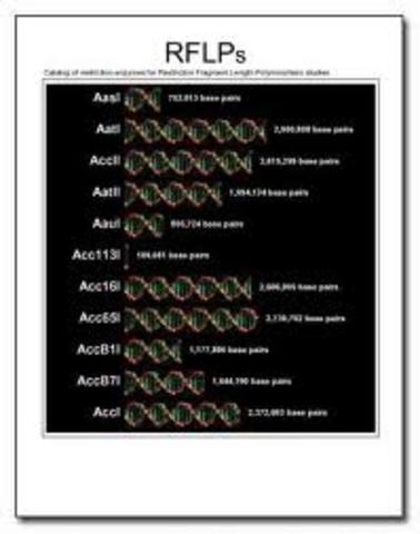 Botsein found that one could be identified by the pattern made of one's DNA through a digest by different enzymes.  This DNA fringerprint was called a Restriction Fragment Length Polymorphism (RFLP)