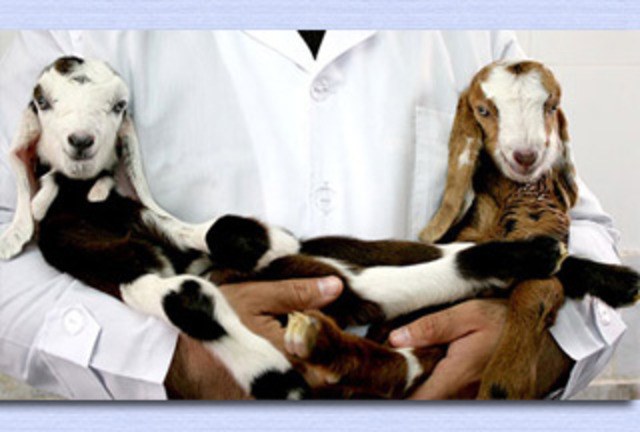 Ohio University scientists made the first transgenic animals.