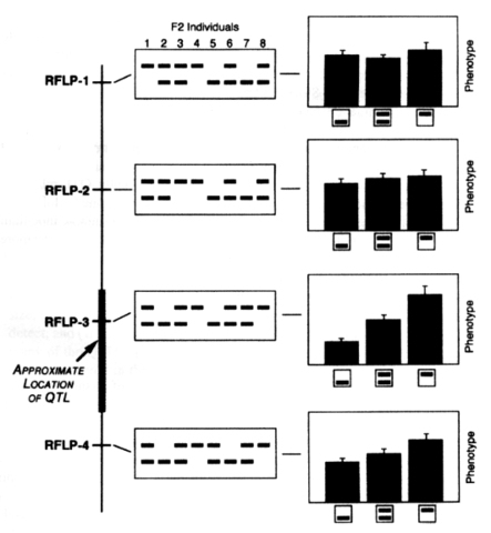 Jeffries applied RFLP in DNA profliling to the study of criminal cases.