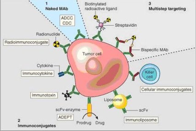 Kohler, Milstein, and Jerne used monoclonal antibody (Mab) technology