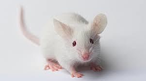 The First Patent For Genetically Engineered Mouse