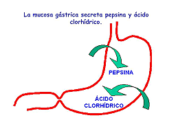 Se descubre la enzima pepsina