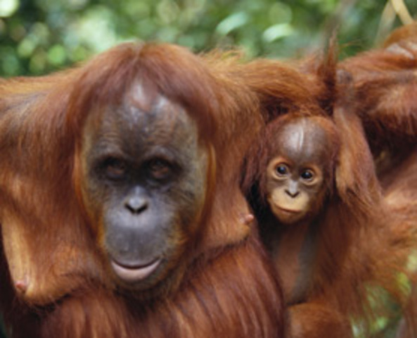 Zoo's DNA Lab Cracks Cases Like CSI