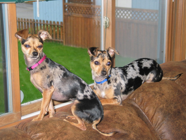 gather  general information about choice