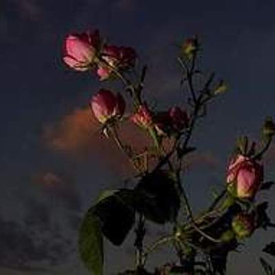 Timeline: PROPAGACIÓN DE ROSA HÍBRIDA DE TE POR ESQUEJE